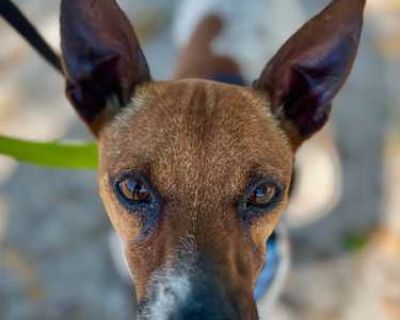 Ian - Jack Russell Terrier Male Dog for Adoption