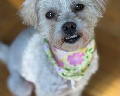 Easter - Female Puppy Poodle mix for Adoption