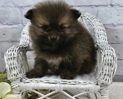 Leia - Female Pomeranian Puppy for Sale