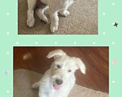 Liam 7 Month Schnauzer - Schnauzer (miniature) Male Puppy for Adoption