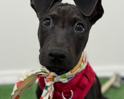 Exciting News: This adorable pup will be at an adoption event near you! Check our website: https://AmazingDogsRescue.org/dogs/ Or call 888.508.8943 (Monday to Sunday, 8 AM to 8 PM).. Out-of-town pets are cared for by non-local organizations who can make arrangements for the pet to be transported to your area. Learn More. Puppy Male Medium Black