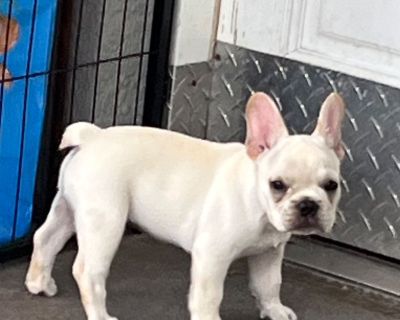 3 Male French Bulldog Puppies for Sale