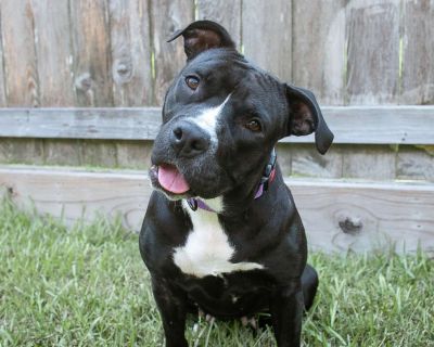 Kauia - Pit Bull Terrier & American Staffordshire Terrier Mix Female Dog for Adoption