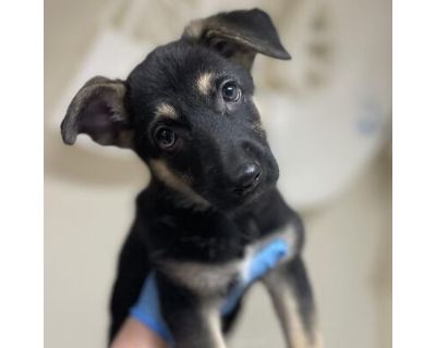 Sweetie - German Shepherd Dog Female Puppy for Adoption