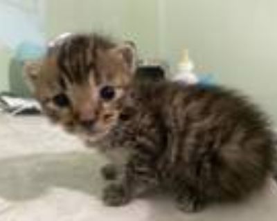 Adopt Thing 1 and Thing 2 a Tiger Striped American Shorthair / Mixed (short