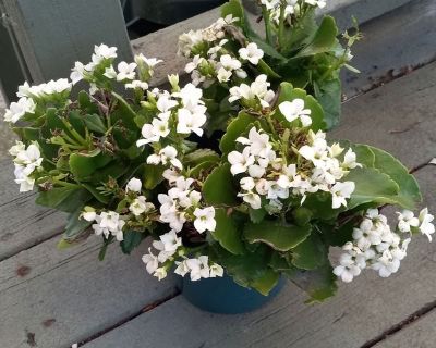 Plant (3 plants in one pot) needs a new home. Was a gift but it s toxic for cats and mine likes eating the flowers. Only adopt this Kalanchoe if you don t have cats! Porch pickup in Hodgkins. Check out the pictures at: