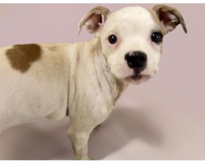 BELLA - American Pit Bull Terrier Female Puppy for Adoption