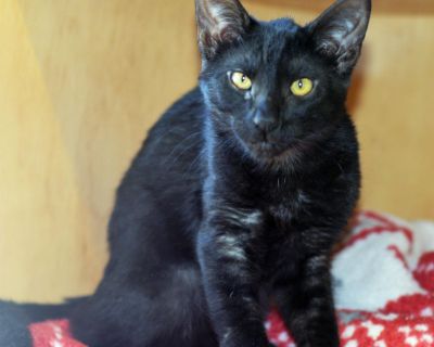 Domestic Short Hair Spayed/Neutered Housebroken MAUI - ID#A058127 Hi, my name is Maui. I am a male, black and black smoke Domestic Shorthair. The shelter staff think I am about 4 months old.