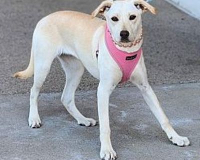 Nana - Labrador Retriever Female Puppy for Adoption