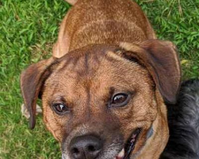 Guinness - Beagle/Labrador Retriever Mix Male Dog for Adoption
