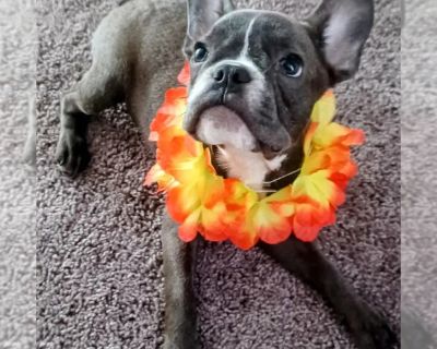 Angela - French Bulldog Female Puppy for Adoption