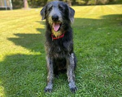 Harlan - Airedale Terrier/Labrador Retriever Mix Male Dog for Adoption