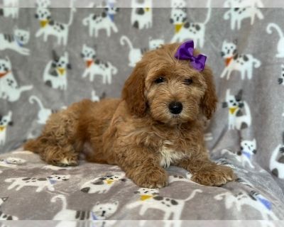 Patience - Goldendoodle (Miniature) Female Puppy for Sale