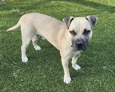 Sultan - American Staffordshire Terrier Mix Male Dog for Adoption