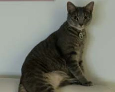 About Naila Rosette: Naila is a sweet, gentle, and timid cat who thrives in calm, patient environments. She may hide at first, but once she feels safe, she loves quietly sitting nearby, offering gentle cuddles on her terms. Naila is independent, often lost in her own little universe, but she also adores toys she can chase and gentle play-fighting. Favorite Things: Sunbathing by a sunny window I...