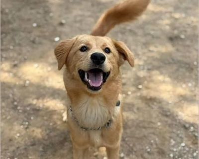 This sweet, 7-month-old Golden Retriever girl is full of love and looking for her forever family. At just 40lbs, she's an absolute sweetheart with a gentle and affectionate nature. Nala was rescued in Korea and is currently in foster care there until we can find her perfect forever family in the US. Nala's rescue story is one of resilience. She was raised by an elderly couple who struggled to a...