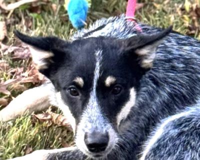 Meet delightful Millie, a mix of Heeler and Aussie Cattle Dog! Sweet and playful, crate-trained and dog friendly, now at 3 months old she weighs 20 pounds, but she'll mature to around 40 to 45 pounds. This is a lovely girl who is happy and energetic although she might be a bit shy at first. Don't let that fool you though! She'll be happily romping around and wagging her stubby little tail befor...