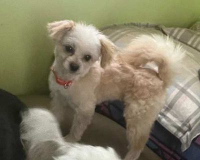 Comet - Poodle (Miniature) Female Dog for Adoption