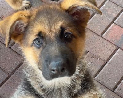 2 Male and 3 Female German Shepherd Dog Puppies for Sale