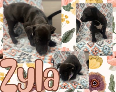 Zyla - Pit Bull Terrier Mix Female Puppy for Adoption