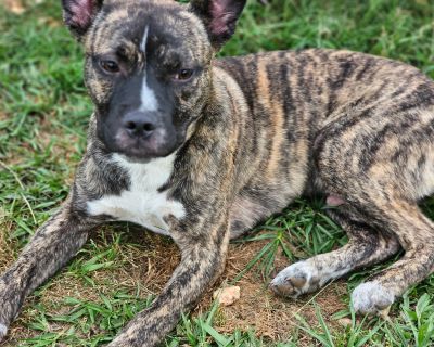 Mickey - Chihuahua & Boxer Mix Male Dog for Adoption