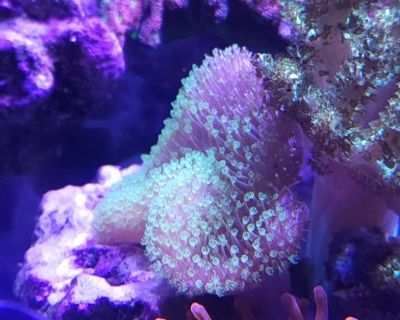 I have a large colony of Duncan about 6 years old asking $350 small polyp Green Hammer 25 heads $100 small polyp Green Hammer 19 heads $80 GSP 4" X 4" tile $45 Fireworks cloves large frags $40 Green Kenya Tree Coral LG $40 $25 SM Toadstool leather coral green polyp $40 large plate 4" x 2" Orange Zoas $30 Pick up in East Orange, NJ, 07017