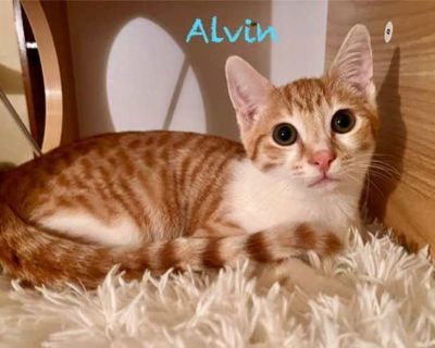 Want to meet? [ Fill out the Application ] , then email it to the contact in this bio.. Not good with kids Good with cats Shots current Spayed / Neutered Housetrained. Breed Domestic Shorthair Color Orange or Red (Mostly) Age Kitten Sex Male Pet ID 22035501-272-79-25 Hair Length short