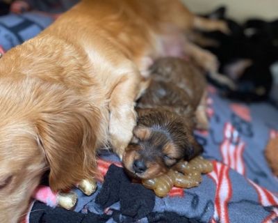 Male long hair mini dachshunds