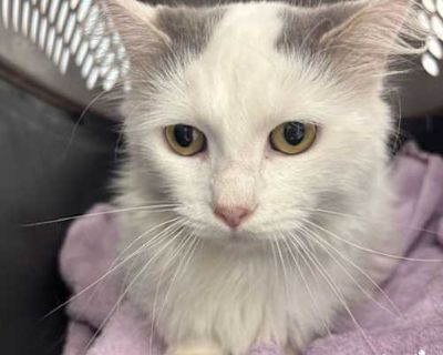 Please contact Diana Chotoo ( diana.chotoo@luckydoganimalrescue.org ) for more information about this pet. Patches is looking for a forever home! PATCHES NEEDS A FOREVER HOME! Name: Patches Best Guess for Breed: Domestic Long Hair Age : 1 year as of 11/17/25 Est. DOB : 10/29/24 SEX: Male Weight: 7 lbs Coloring : Grey & White Type of Hair : Long Gets Along With: With proper integration, Patches ...