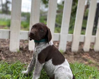 German Shorthaired Pointer Puppies