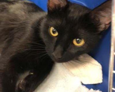 Shadow is a sweet girl who is looking for a home where she can get plenty of love and attention. She had a rough start to life, living outside in the country by herself, where she learned to hunt rodents and to stay far away from people. When she got sick and could no longer take care of the kittens she had hidden in a patch of blackberries, she bravely came and asked for human help. Now, healt...