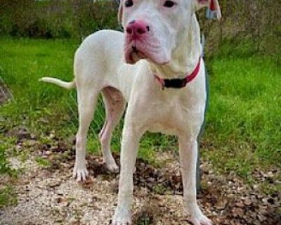 Goose - Dogo Argentino Male Dog for Adoption