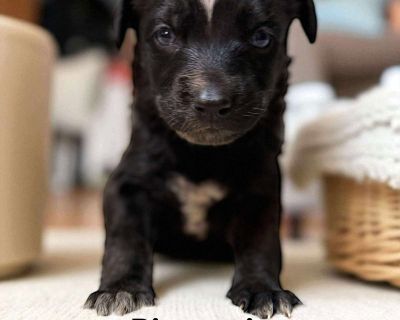 You can fill out an adoption application online on our official website.Meet Biscotti. Came from Memphis with her mom and 8 siblings! Rescued from being euthanized for space. Flew in by Pilots for Paws. They will be available 11/18/25. To apply to meet Biscotti, fill out an application at ProjectHopeARF.org.. Young Female Medium