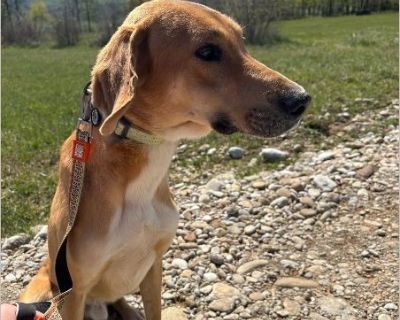 Chat - Male Puppy Ibizan Hound / Harrier for Adoption