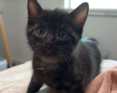 Phoebe - Bombay Female Kitten for Adoption