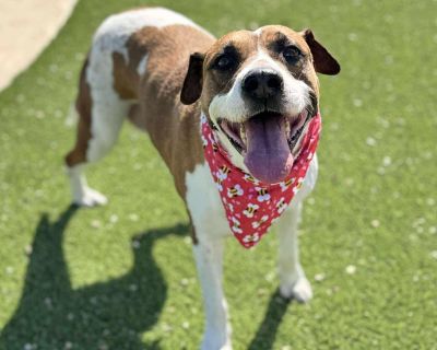 Paula is a 4.5-year old, 56 lb female, Hound mix. Paula is currently located in South Texas and will be transported. Anyone looking for a fun and well-mannered girl? Paula may just be the pup for you! She was rescued as a stray, and this girl had obviously been a mom multiple times. But no more! Paula now has the chance to experience the puppyhood she missed, and she is loving life. She enjoys ...