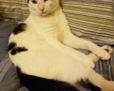 In need of loving home 11 month old sweet young kitties