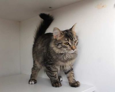 Twinkle Glitterbottom is a shy but sweet little kitten with a calm and respectful personality. She approaches the world gently, and sometimes it can feel a little overwhelming for her but with patience and love, she will thrive. Twinkle Glitterbottom is looking for a kind, understanding person who can help her feel safe and show her just how wonderful life can be. Despite her shyness, she has a...