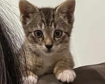 Perry - Domestic Shorthair Male Cat for Adoption