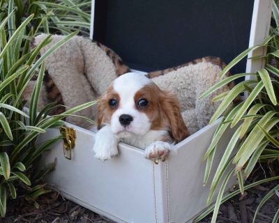 1 Male and 4 Female Cavalier King Charles Spaniel Puppies for Sale