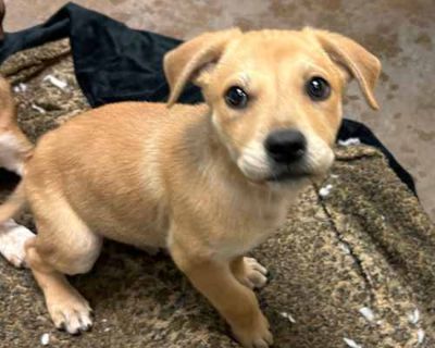 Portho - Playful & Cuddly! Good w\/ Dogs! - Kai Dog Male Puppy for Adoption