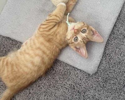 Maui - Domestic Shorthair Male Kitten for Adoption