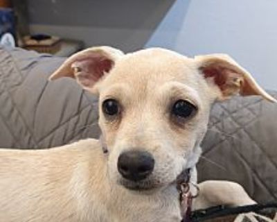 GAIA - Jack Russell Terrier/Chihuahua Mix Female Puppy for Adoption