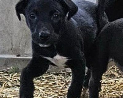 Dach B - Dachshund/Labrador Retriever Mix Female Puppy for Adoption