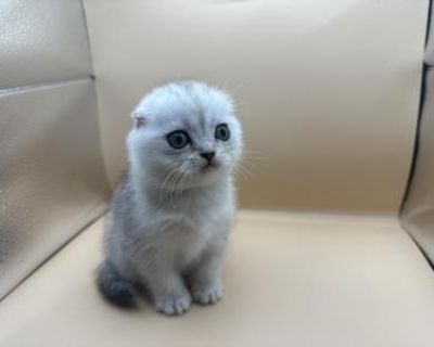 Coquette - Scottish Fold Male Kitten For Sale