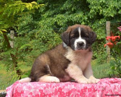Captain - Saint Bernard Puppy For Sale in Pennsylvania