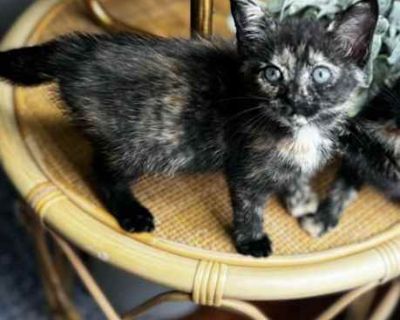 Reba [Foster] - Domestic Shorthair Female Cat for Adoption