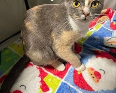 Candy - Domestic Shorthair Female Cat for Adoption