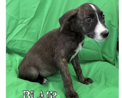 Blair - Australian Cattle Dog / Blue Heeler & Labrador Retriever Mix Female Puppy for Adoption