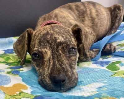 Coat length Short House-trained Yes Health Vaccinations up to date.. Puppy Female Medium Brindle